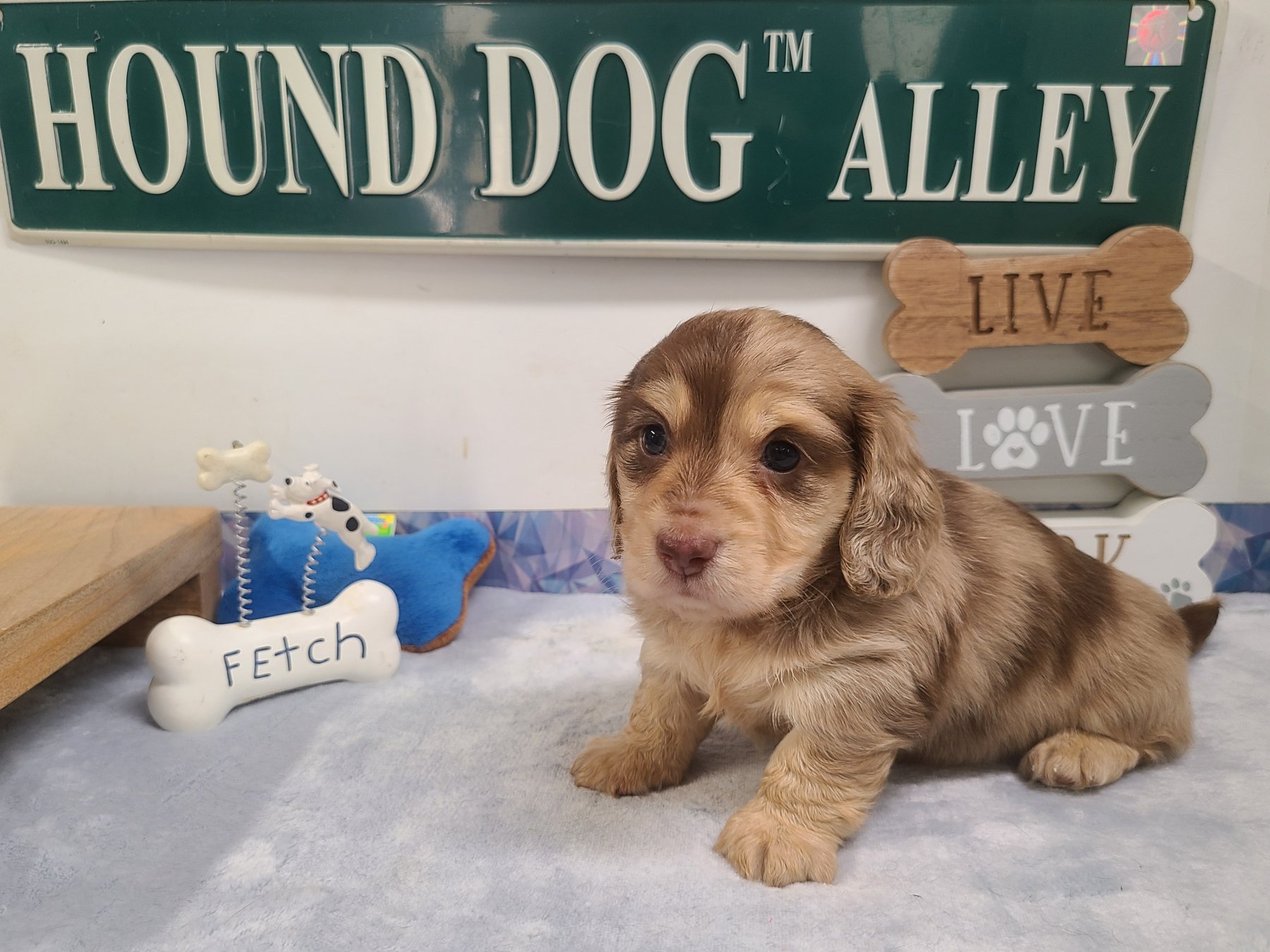 A Heartland Dachshund puppy posing for a photo