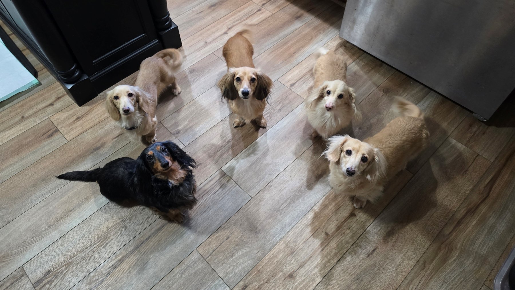 A group of Heartland Dachshunds together at home