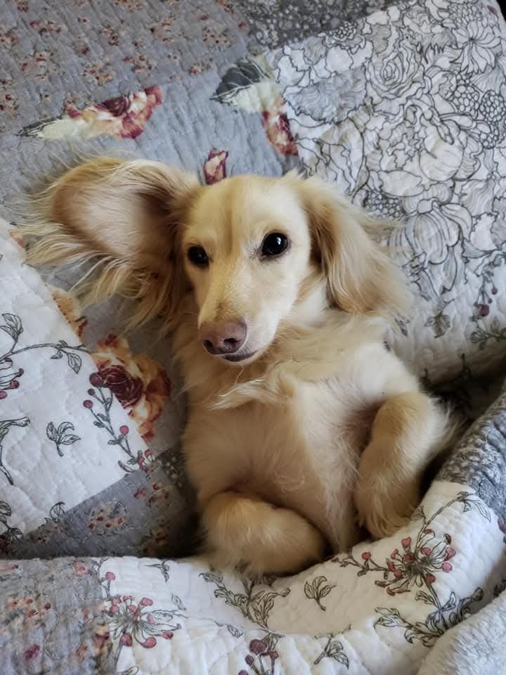 A long-haired Heartland Dachshund relaxing at home