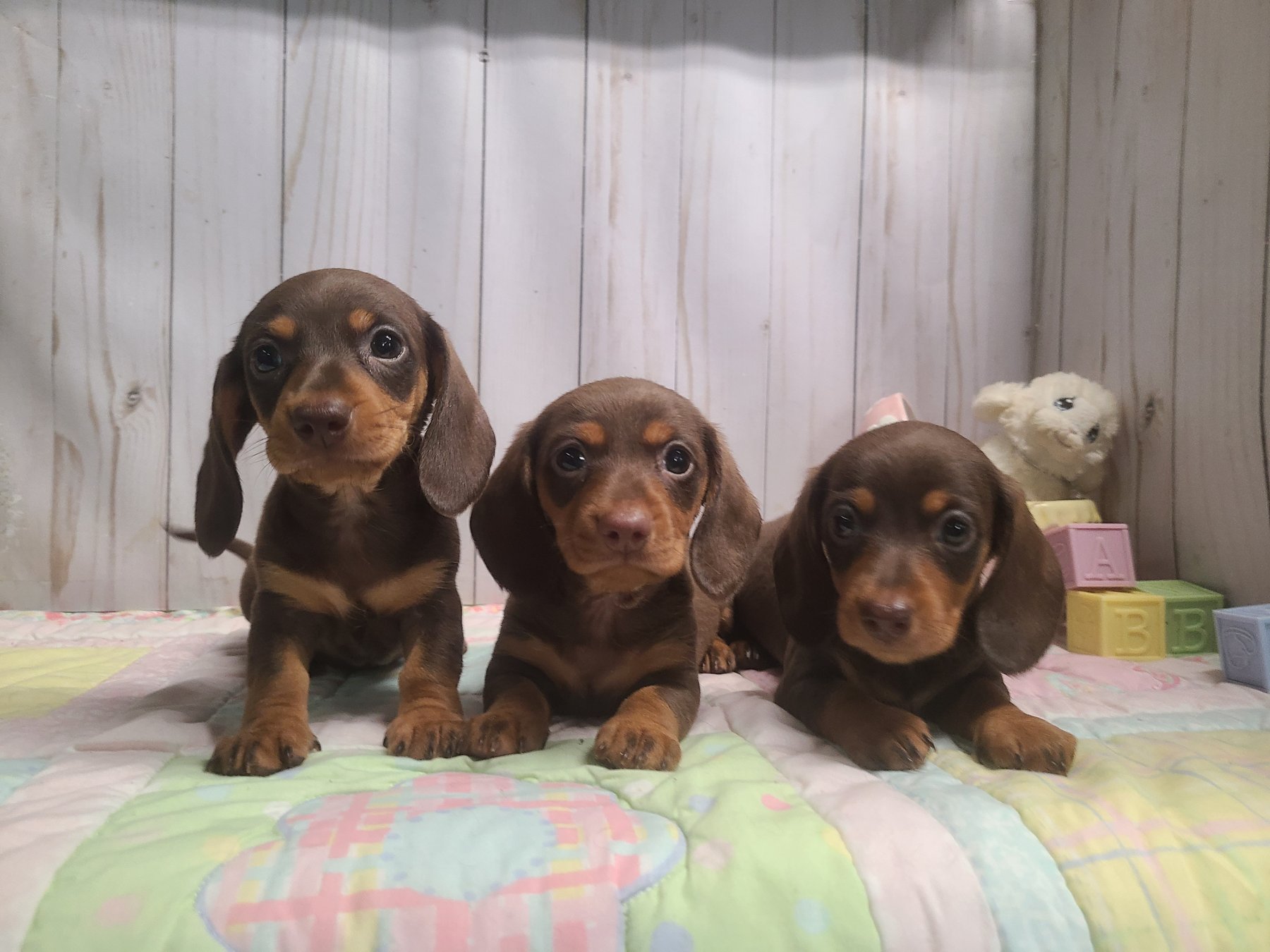 A Heartland Dachshund litter gathered together