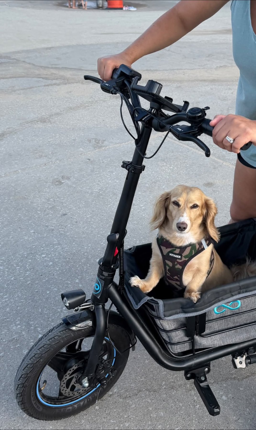 A Heartland Dachshund enjoying life with family
