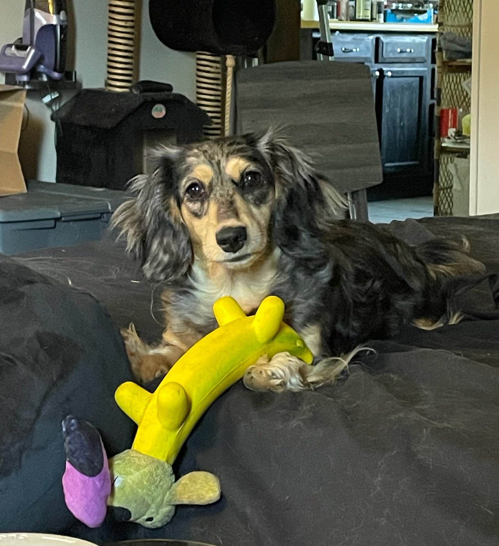 Heartland Dachshunds spending time together at home