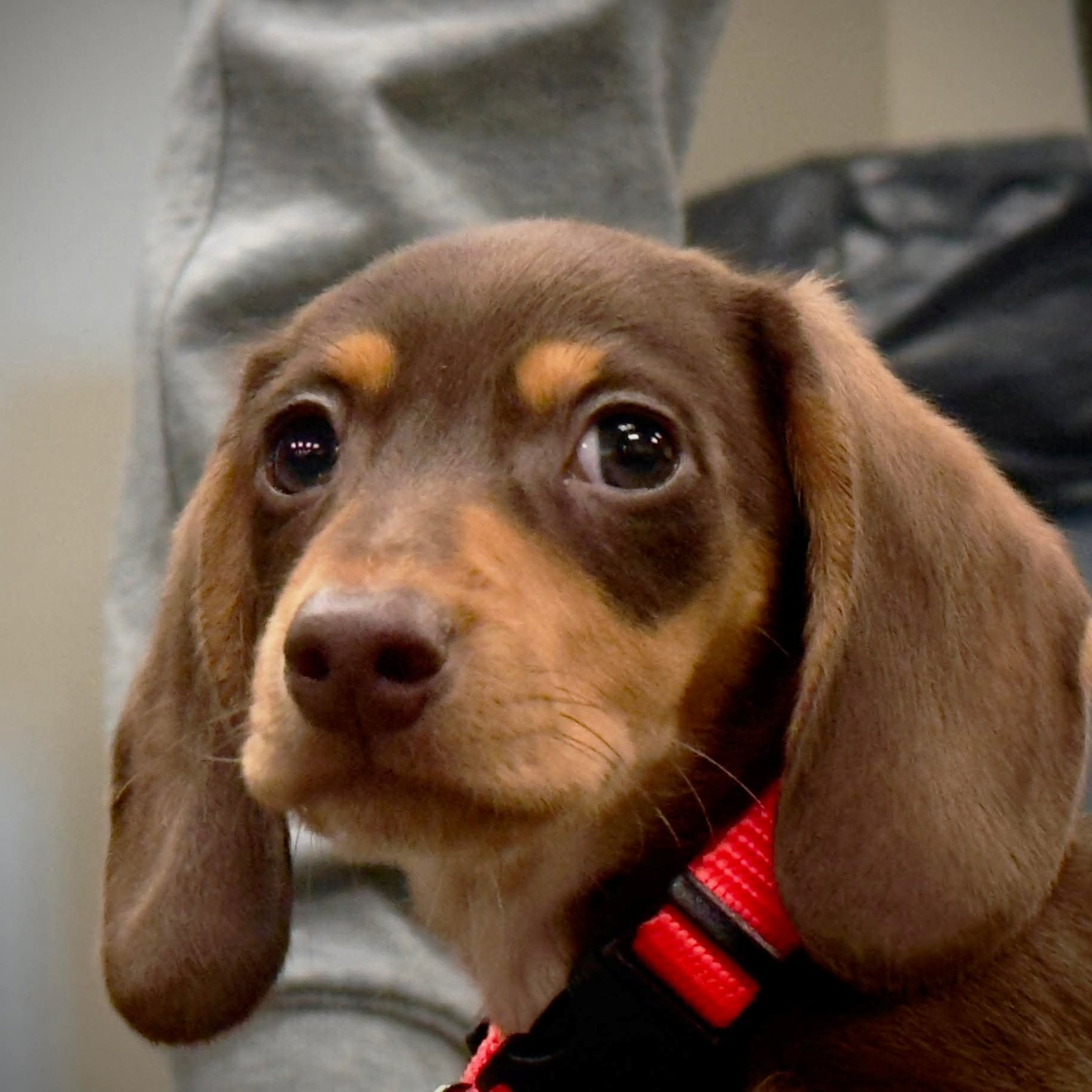 A Heartland Dachshund puppy looking toward the camera