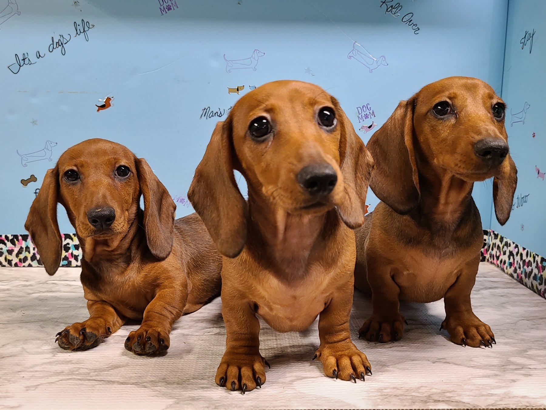 Three red Heartland Dachshund puppies together