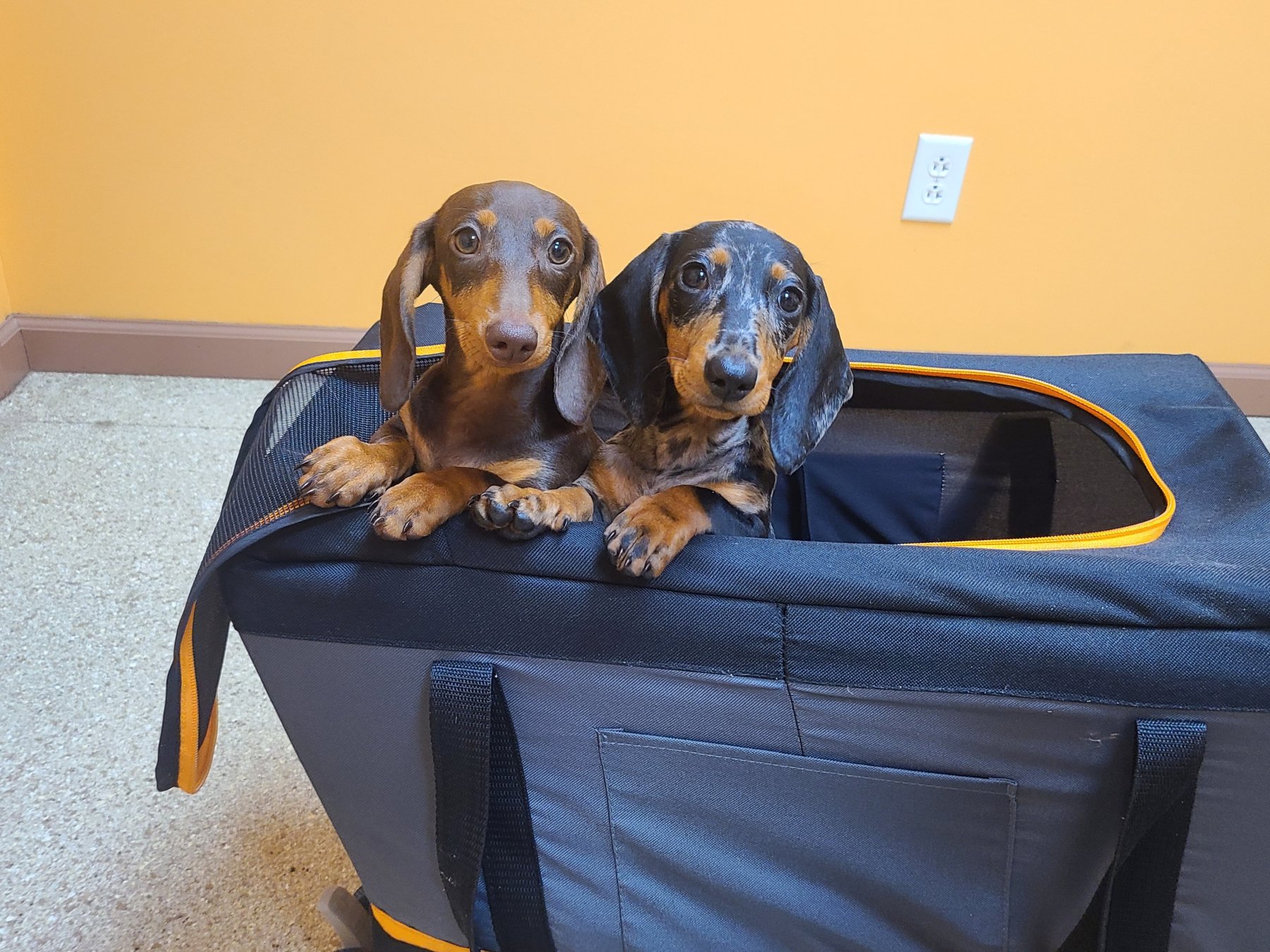 Past Heartland puppy photo 1
