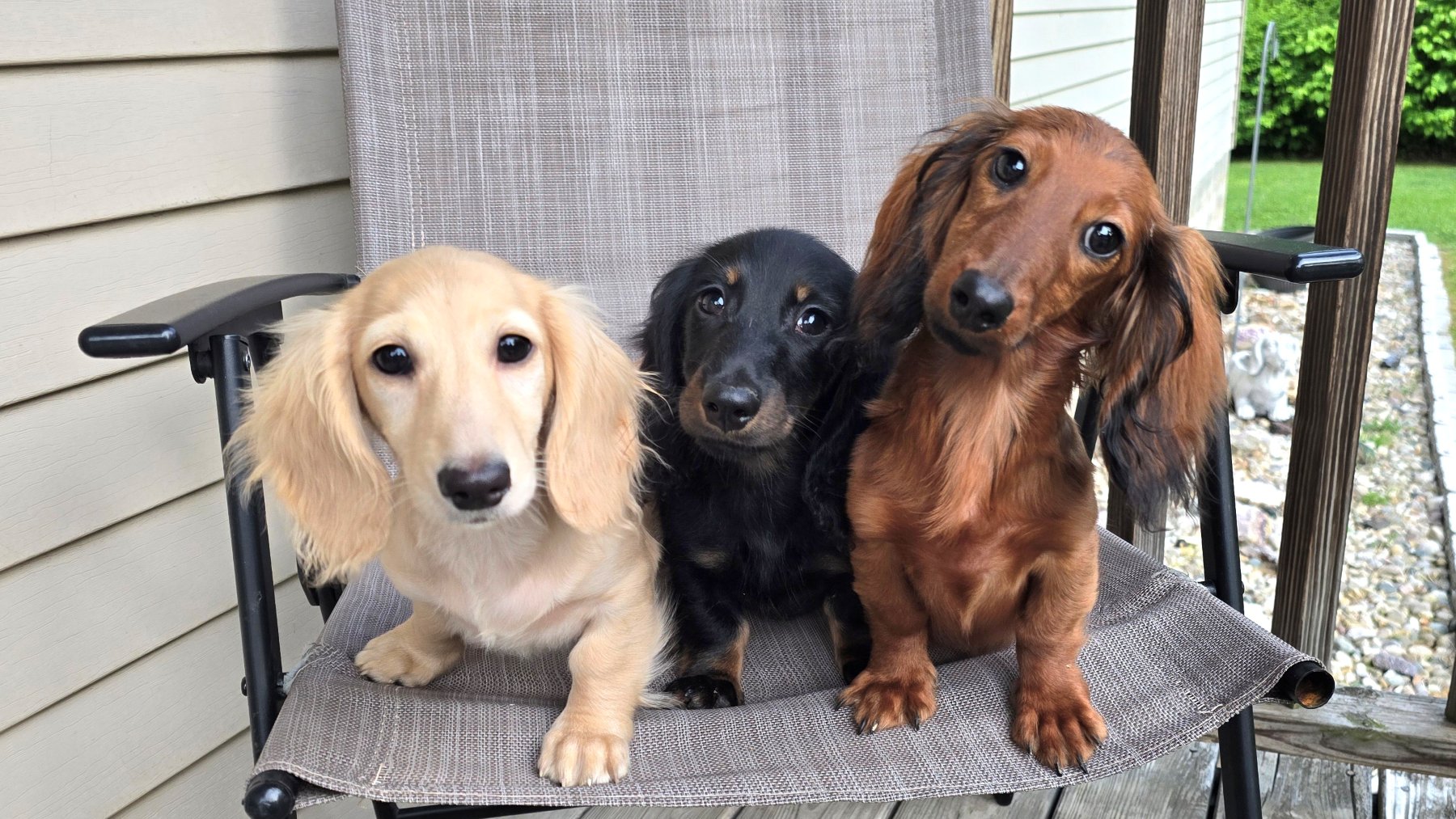 Past Heartland puppy photo 2