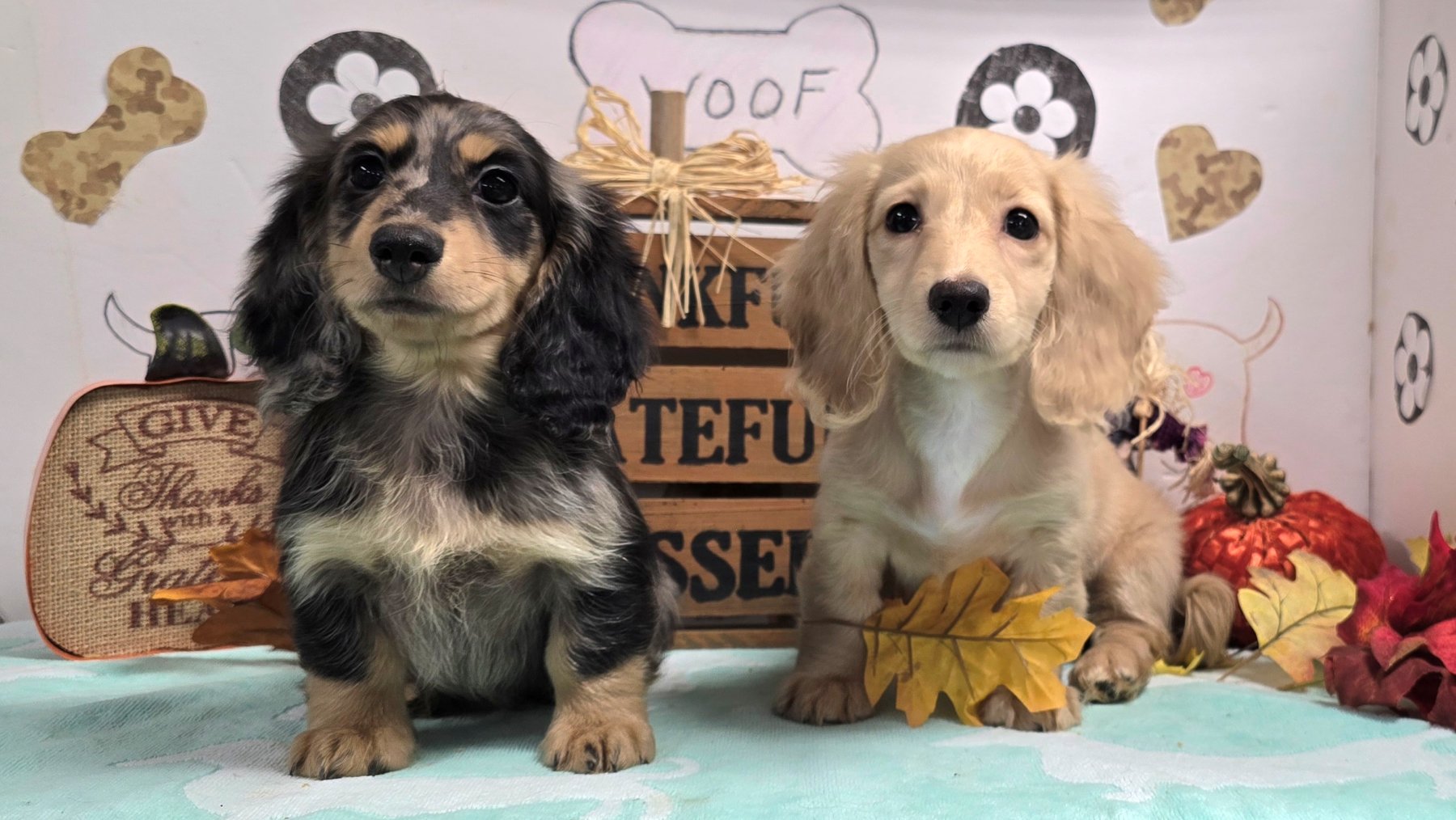 Past Heartland puppy photo 3