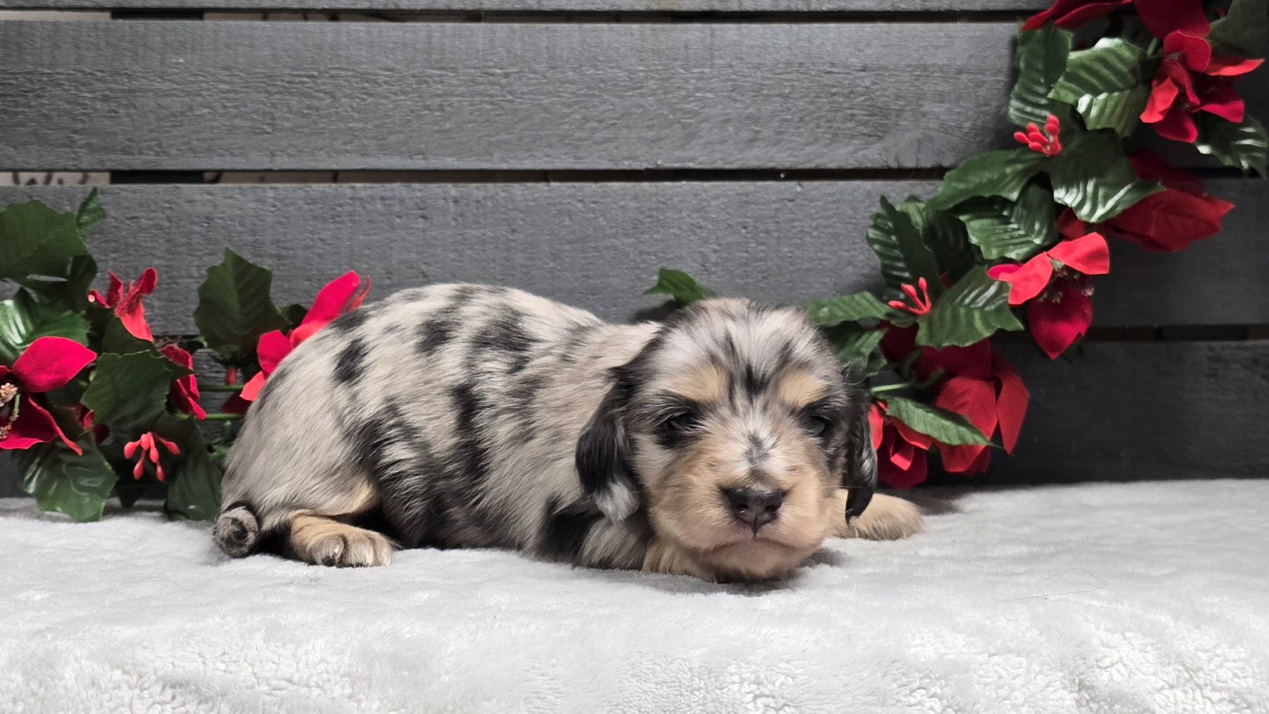 Past Heartland puppy photo 5