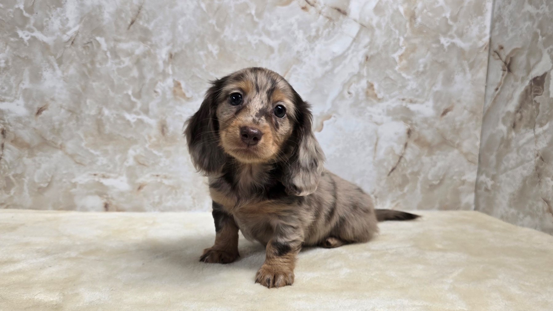 Past Heartland puppy photo 6