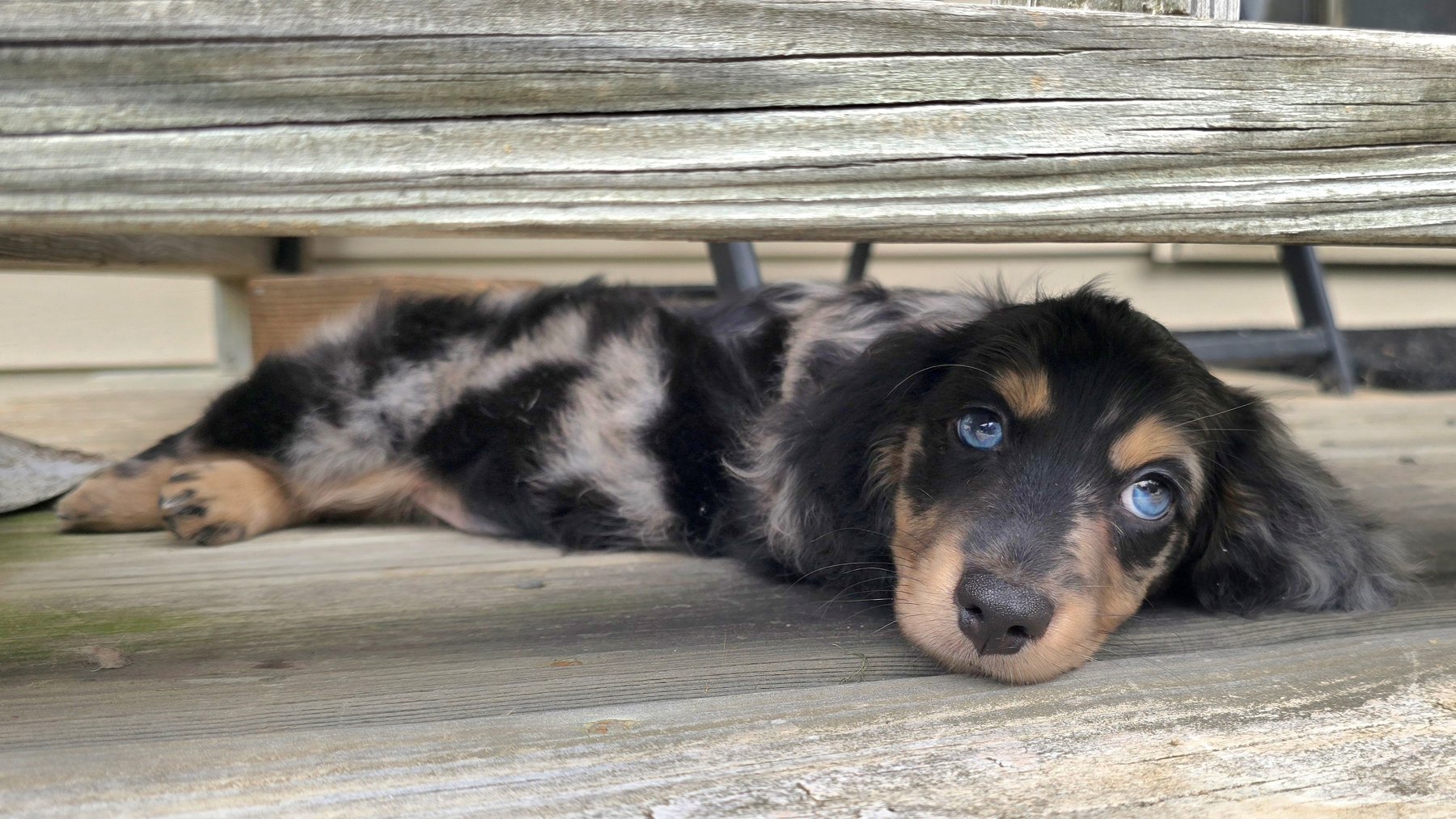 Past Heartland puppy photo 9