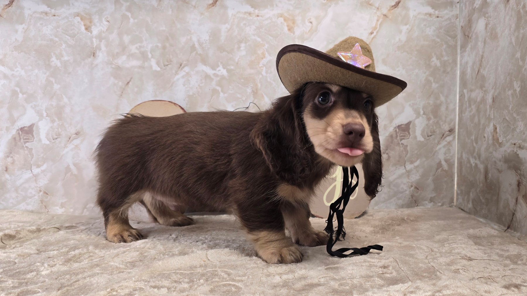 Past Heartland puppy photo 10
