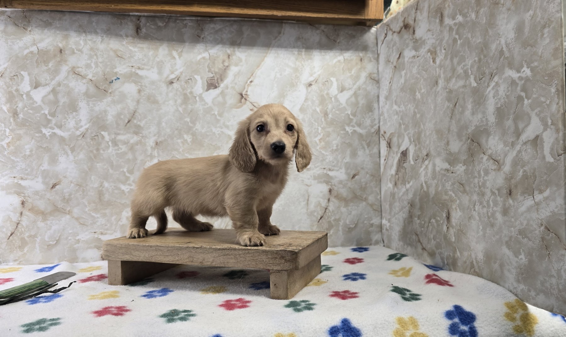 Past Heartland puppy photo 11