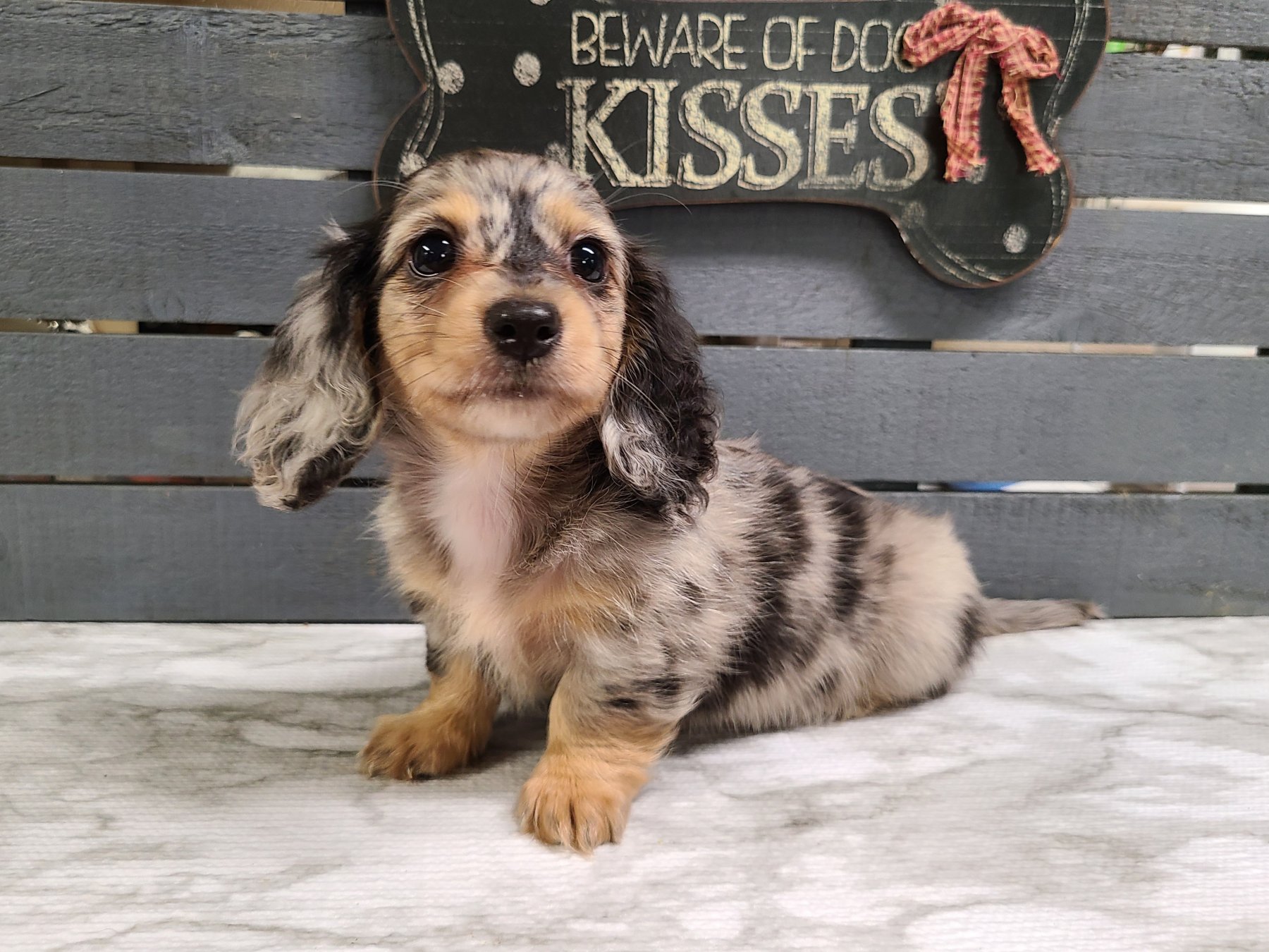 Past Heartland puppy photo 13