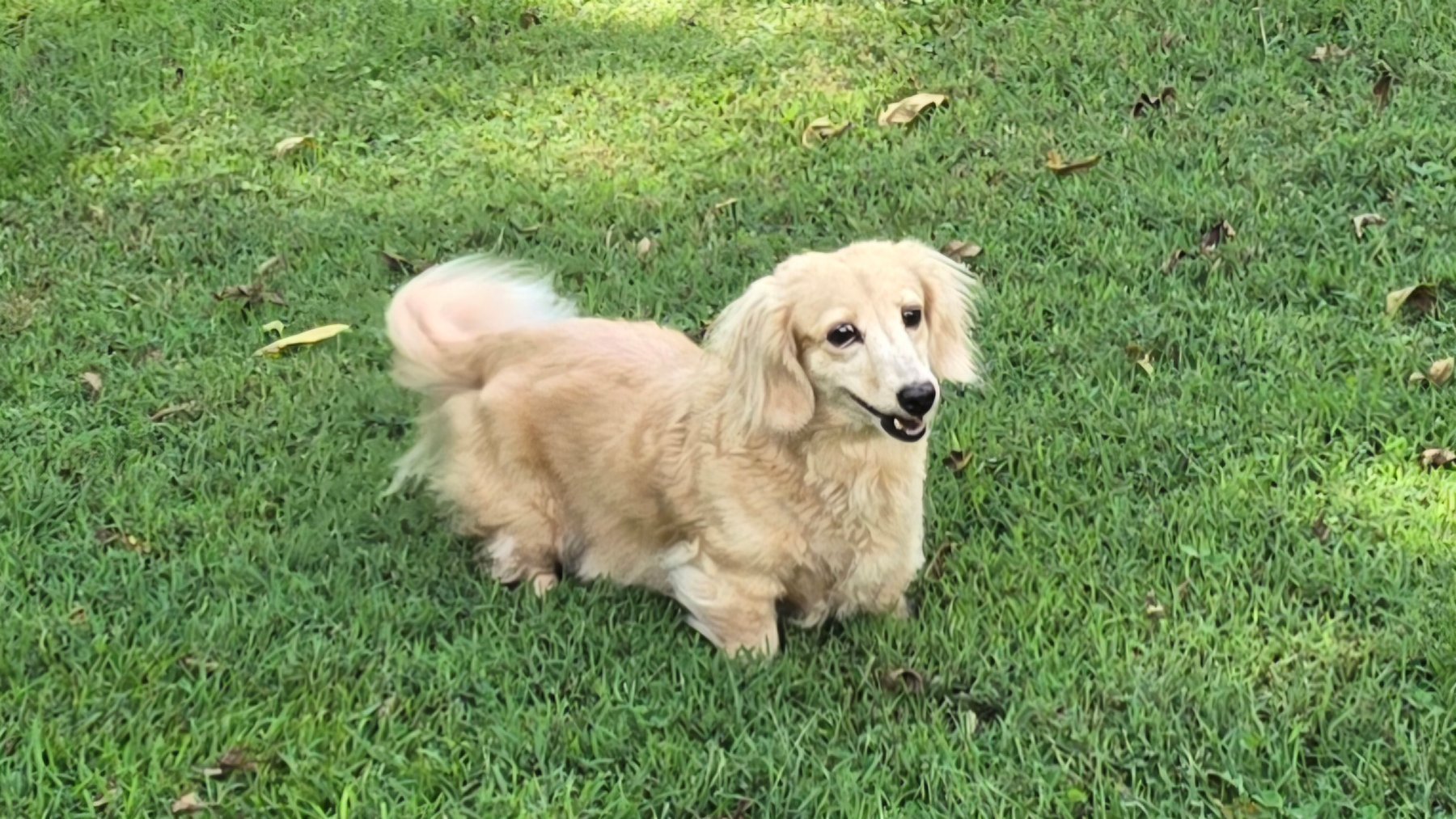 Past Heartland puppy photo 15