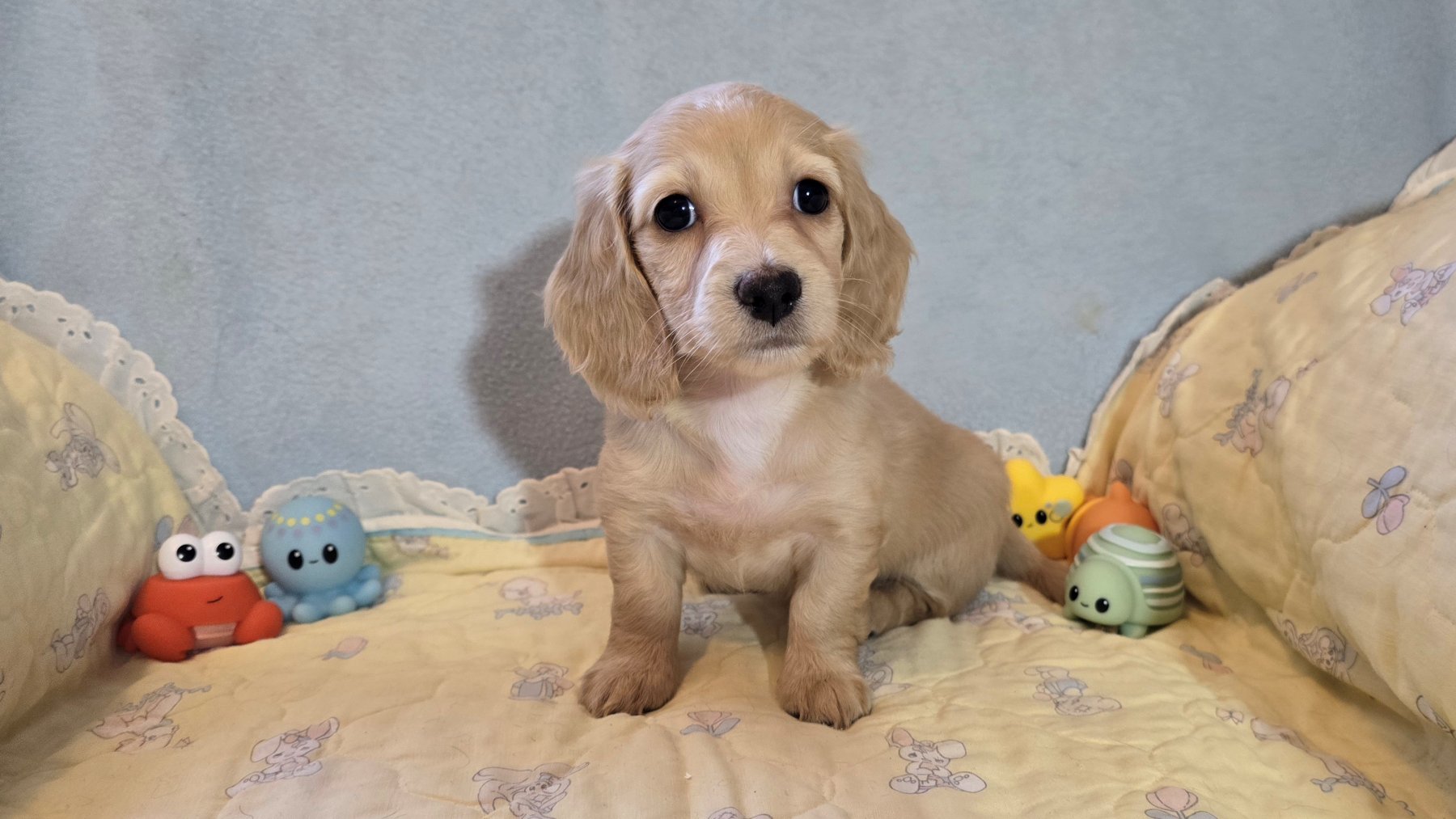 Past Heartland puppy photo 16