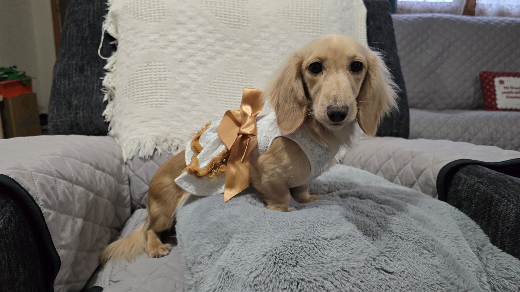 Past Heartland puppy photo 18