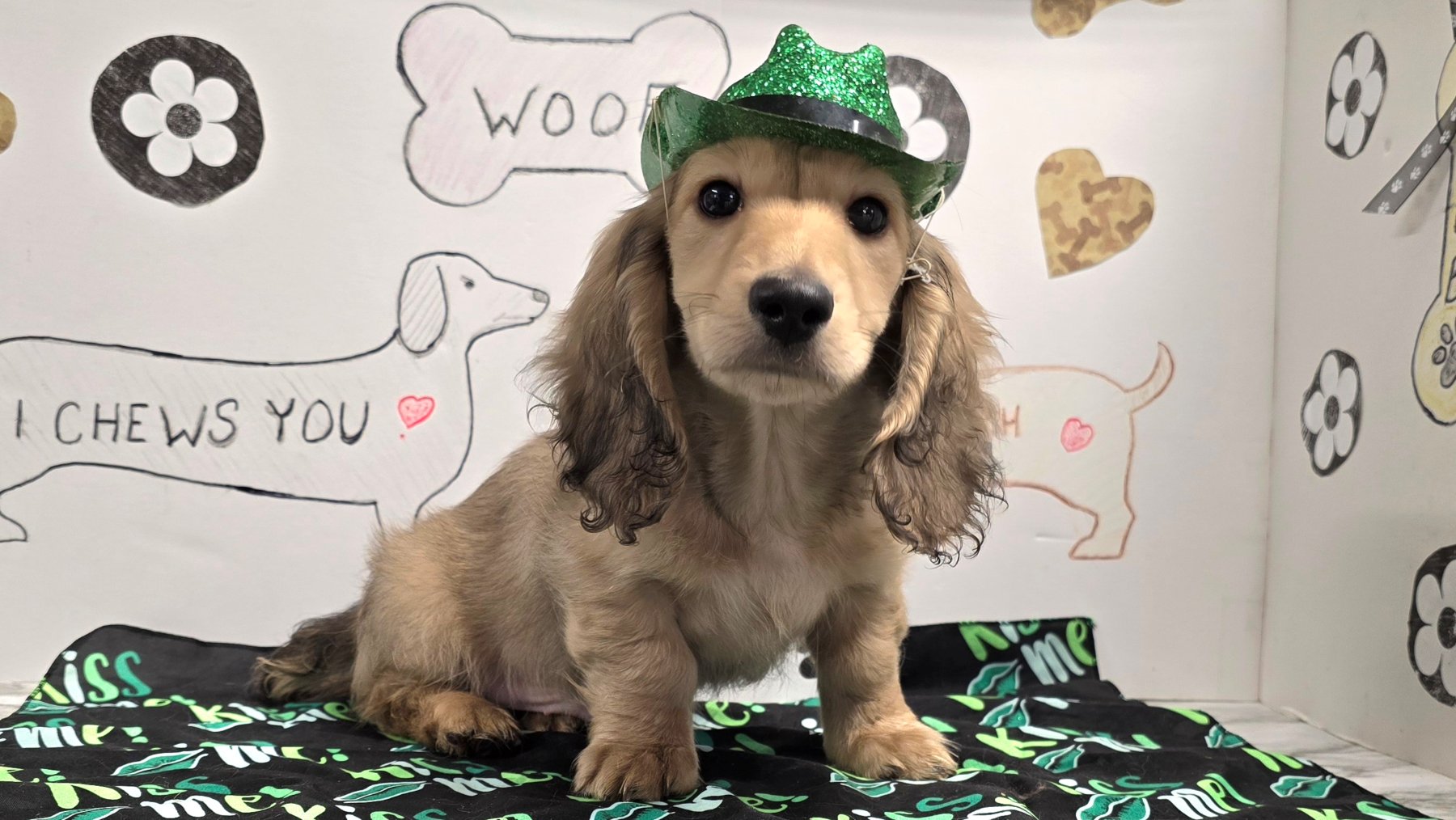 Past Heartland puppy photo 20