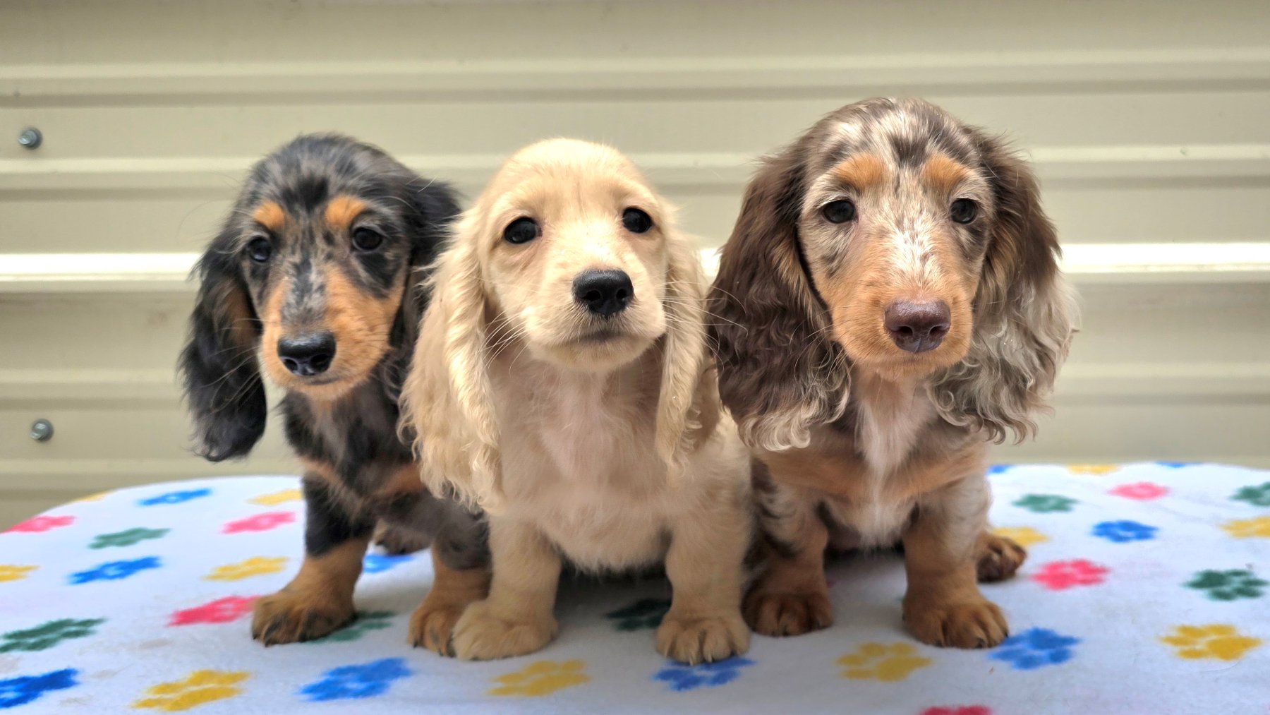 Three Heartland Dachshund puppies resting together