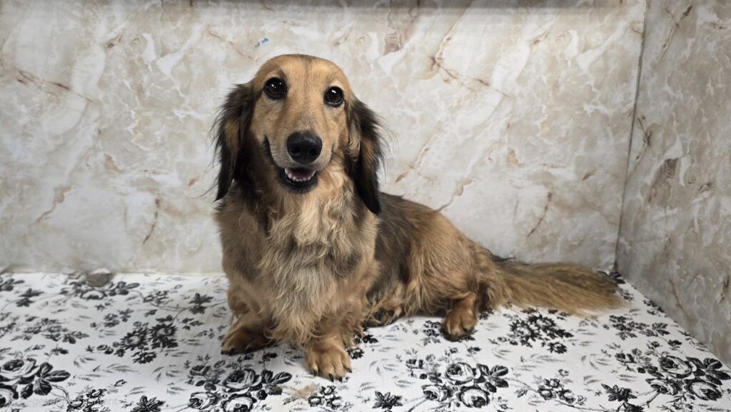 Mowgli
