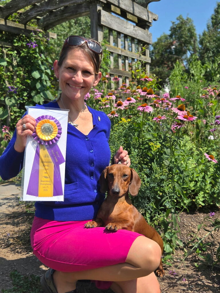 Grand Champion-Champion RHILLS Feel the Suspense at HTLD MS, a Heartland Dachshund