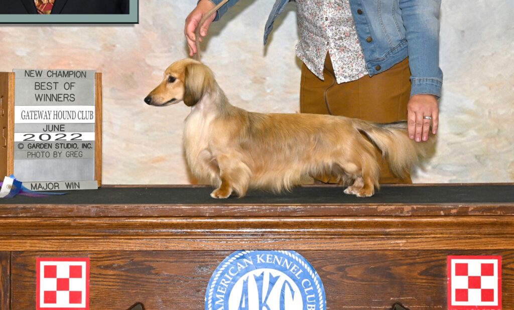 Champion GoodDachs Ain't Nothin' But A Hound Dog MLC