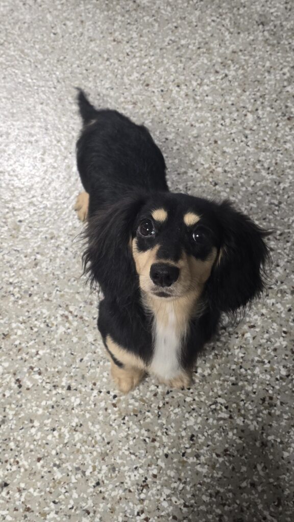 WINNIE, a Heartland Dachshund