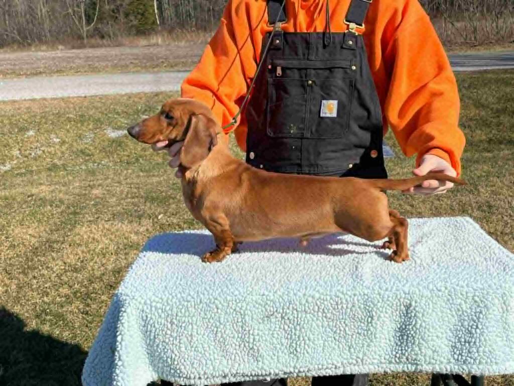 Fraser-CH Trakehndachs Riverdance MS, a Heartland Dachshund